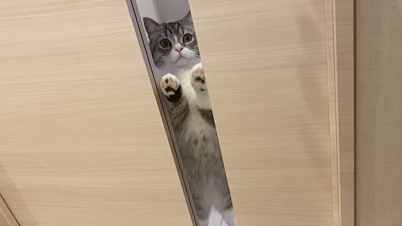 もちまる Catmotimaru Twitter もちまる Catmotimaru Twitter
