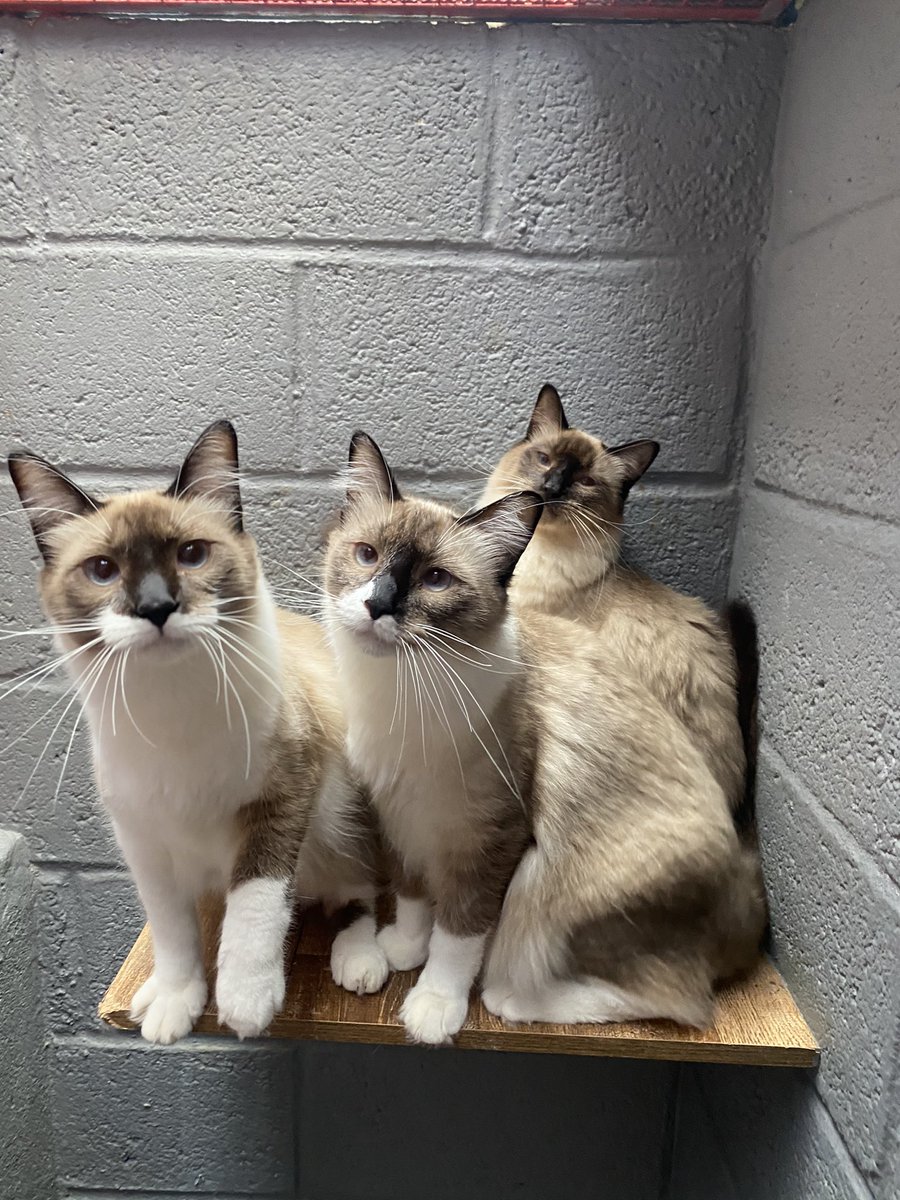 casadoviralata's tweet photo. Vai fazer um ano que esse trio está comigo, mas não vou desistir, a adoção precisa ser conjunta, Du, Dudu e Edu são inseparáveis, é lindo de ver, onde um vagabundo está os outros dois seguem haha
Adoção tripla cheia de amor
Somente para ambientes telados 
Levo até você SP https://t.co/HUVu1O7C3T