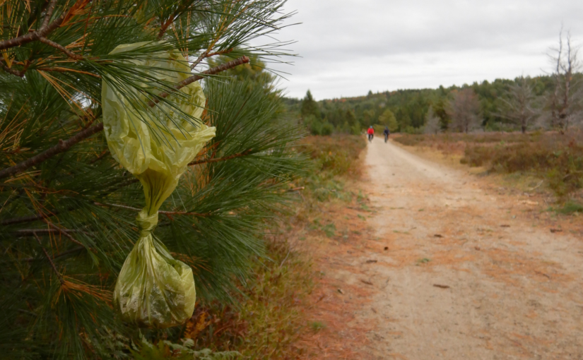 OntarioParks's tweet photo. You don't like seeing them, and we don't like retrieving them. 

Please don't leave your dog's business hanging on trees. https://t.co/Znfh8xkayn https://t.co/Ig0KhC0212