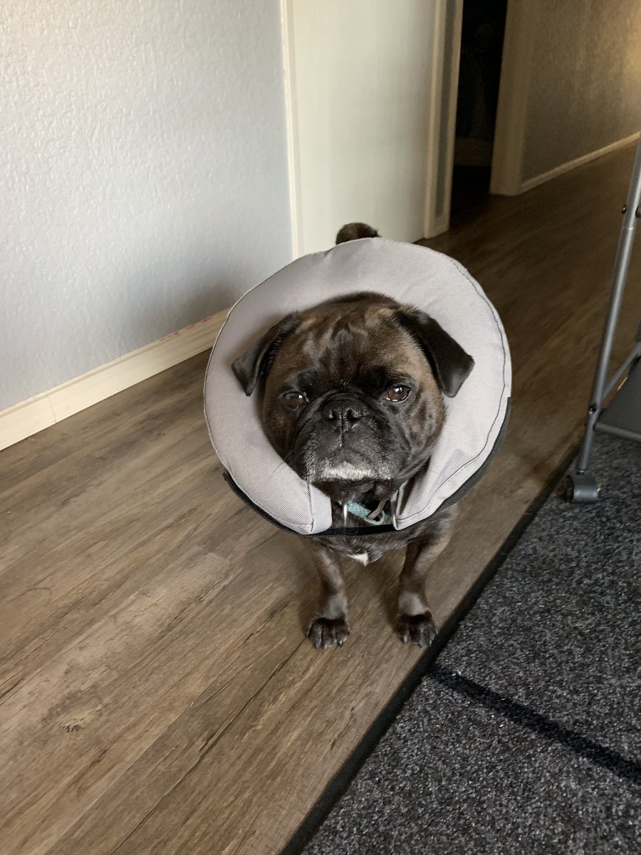 Koal98011's tweet image. I has to wear a cone #Allergies #LickingPaws 🥺