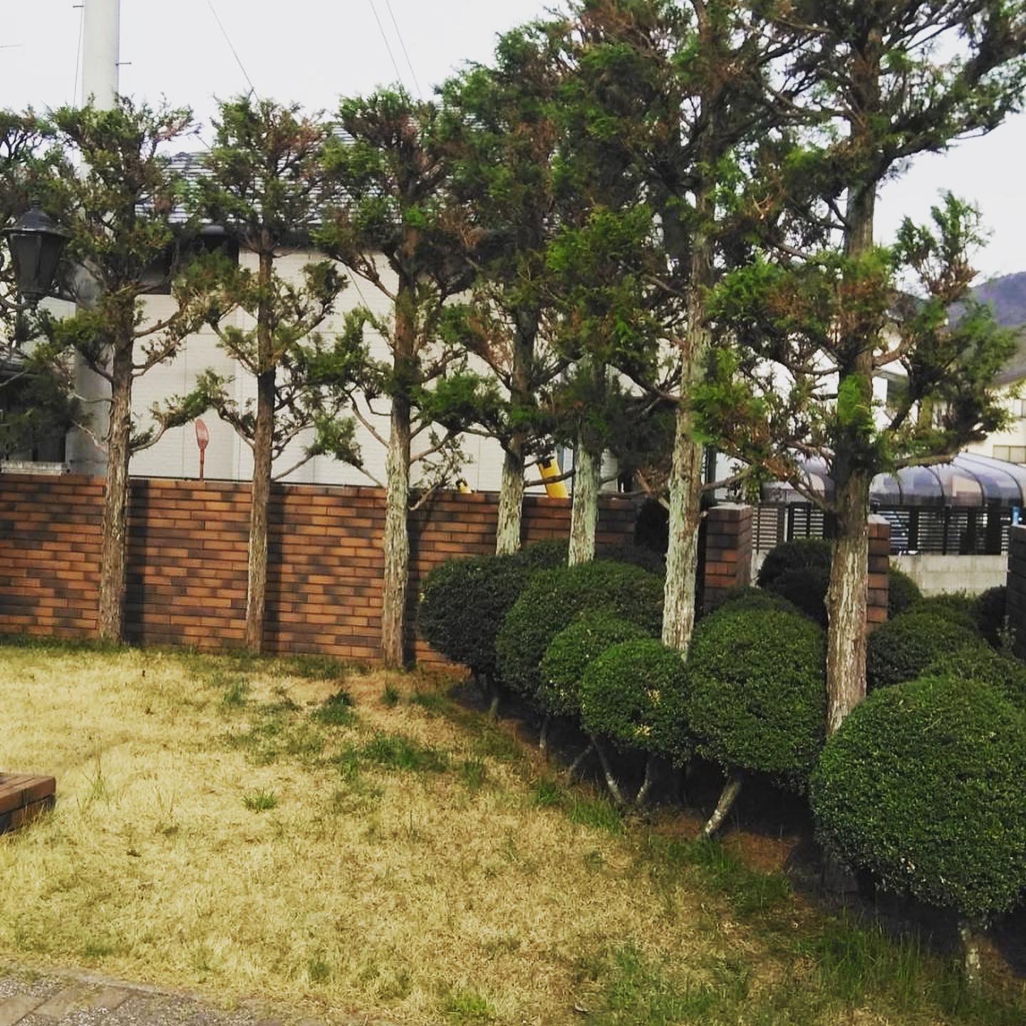 成高造園 ヒバの剪定 花壇のお手入れ 二年ぶりのヒバの剪定と 花壇の土の入れ替えです 山形県 山形市 造園 成高造園 庭 庭づくり 庭造り エクステリア 外構 外構デザイン 庭作り 造園設計 庭園デザイン 庭園デザイナー 3dcad 花壇