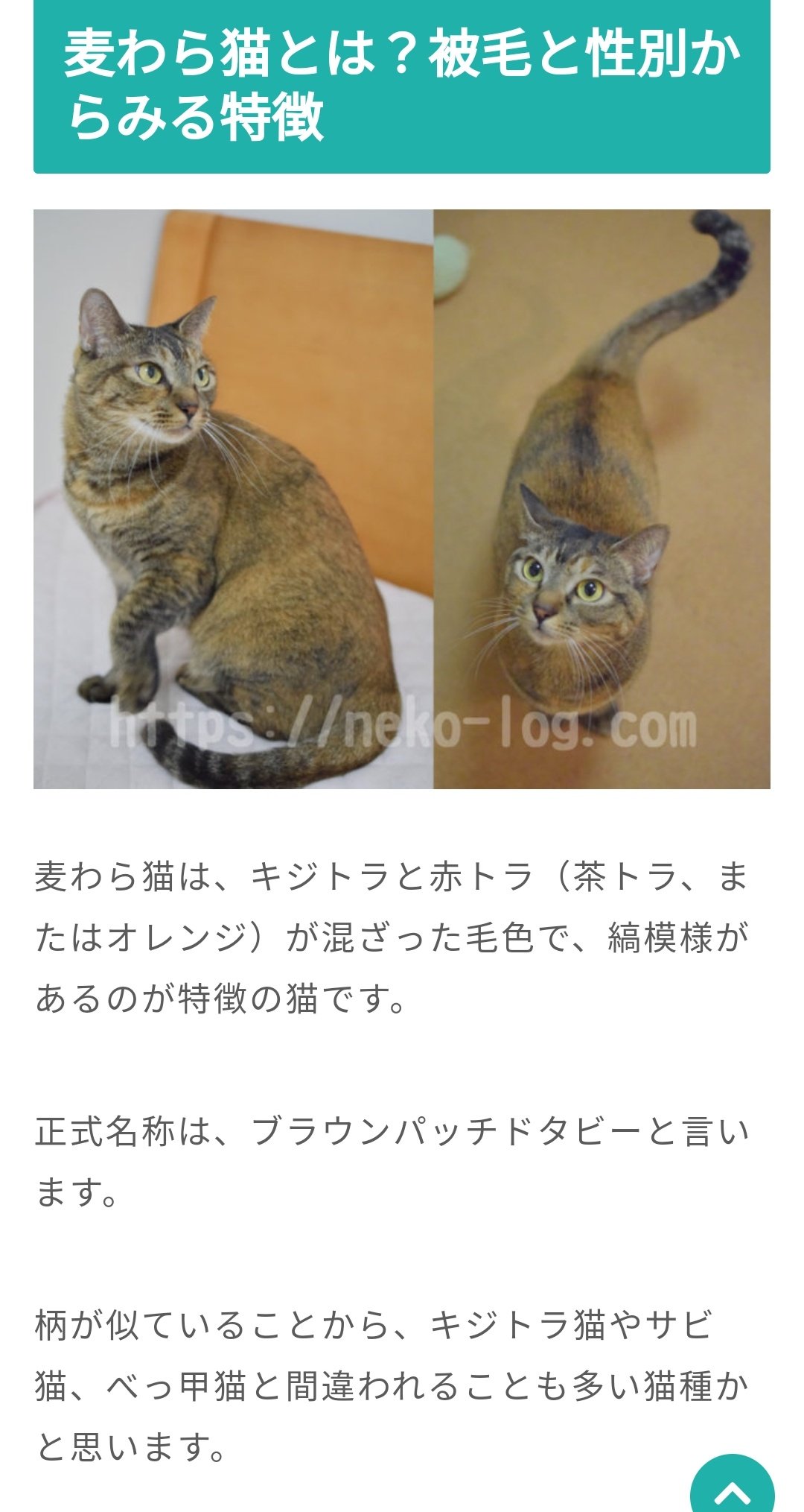猫の毛色 Twitter Search Twitter