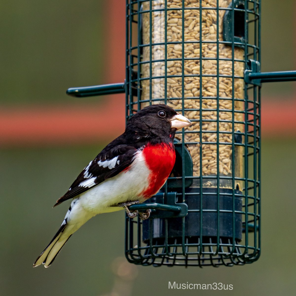 #bloodpressurebreaks #birdtwitter #twitternaturecommunity #birding #birds #wildlife #birdwatching  #nature #wildlifephotography #rosebreastedgrosbeak