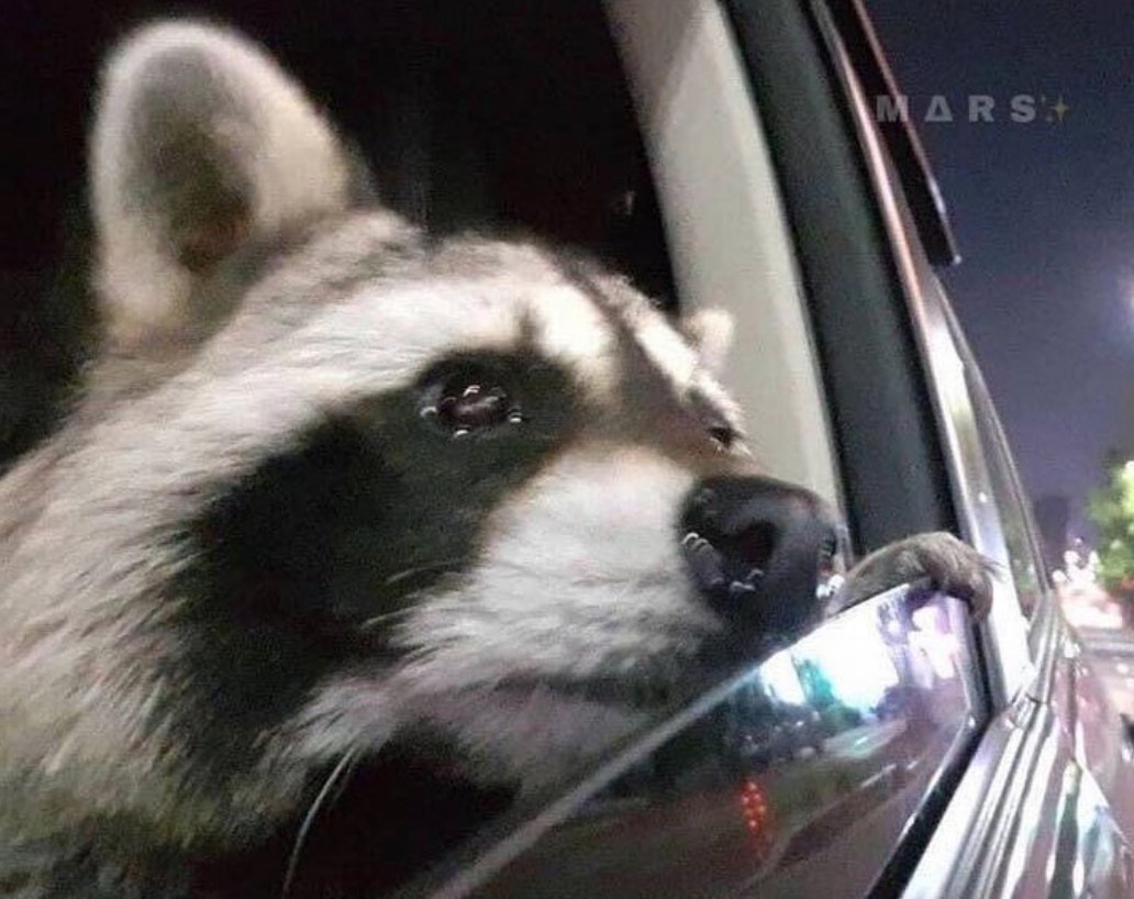 CauseWereGuys's tweet photo. Me drunk af in the back of an Uber admiring my city: https://t.co/xkkq0f0CkT