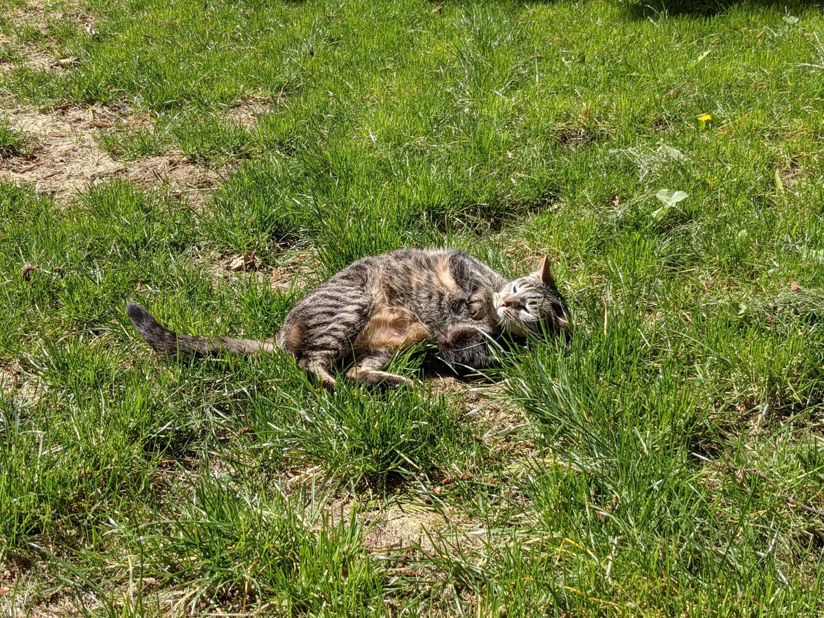 Help us help cats!  @RainyDayMariah and I recently moved and became cat-parents for the neighborhood strays. They're getting fixed, vaccinated, and debugged to keep them safe and healthy—but we could use some help.Please donate or commission me to help! https://ko-fi.com/whimsymachine 