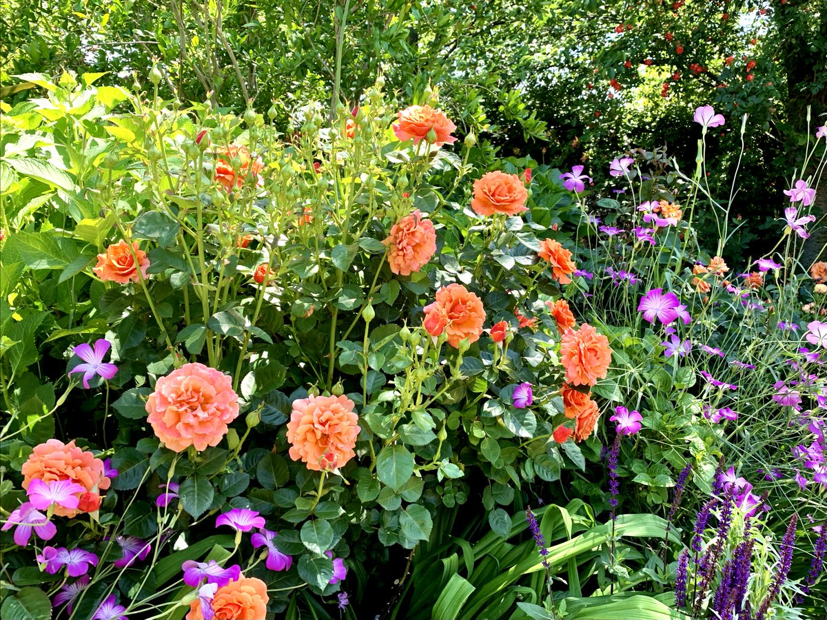 横浜イングリッシュガーデン 春バラ開花中 現在 各エリアで見頃のピークを迎えています 早朝プレミアム開園 開催中 入園料などの詳細は公式hpをご参照下さい T Co Wqjepqcjik 横浜イングリッシュガーデン