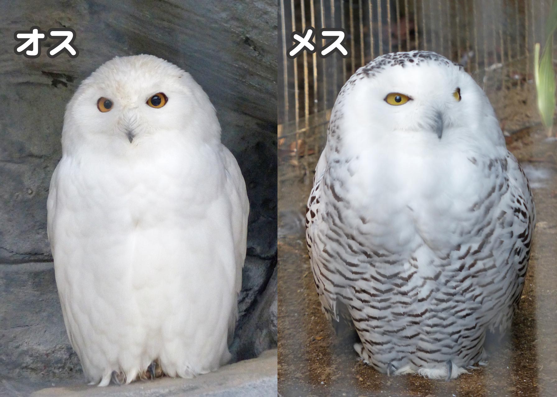 上野動物園 公式 この シロフクロウ のもようは 雌雄によるちがい オスは 真っ白 メスは まだらもよう です 子育てする夏 メスは雪がまばらな地面の巣でじっと伏せ 卵やヒナを抱きます そのときこのもようが周りの景色にまぎれるのに