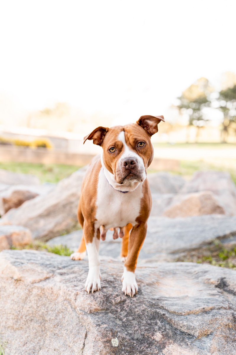 Hope Animal Rescue tweet media