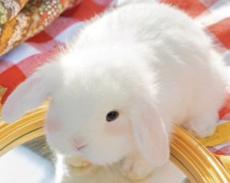 🥕คช.༒⁹ ทว.⁹༒ ᯓ ẄђᎥłǝ◦Ꮢ↬Δßß𐌉Ƭ🥕 tweet media