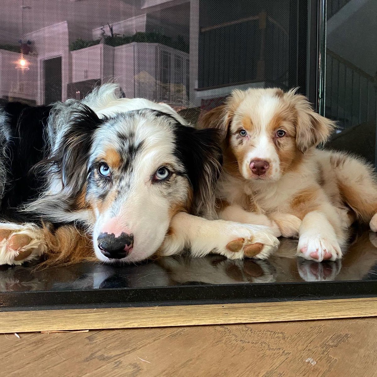 I can’t with these two.
😍😍
They melt my heart.
🥰🥰
#twinsies #toocuteforwords #aussies #dogsoftwitter