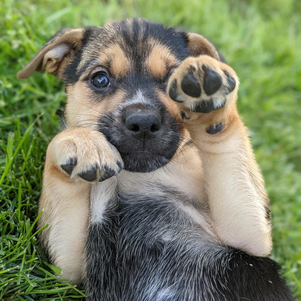 Hope Animal Rescue tweet media