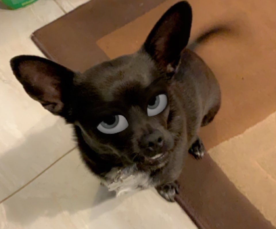 Having too much fun with our dog Ollivander. #puppy #cartooneyes #cutedog