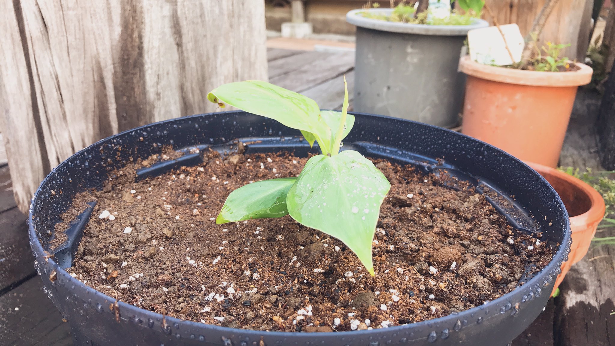 ট ইট র うの バナナちゃんを大きめの鉢に植え替えました 大きくなってね T Co Itrusyg1tr ট ইট র