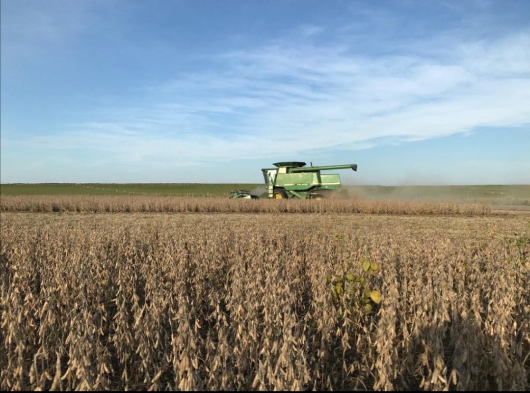 Del 3 de diciembre a hoy, Cz 6505, 2600 kgs/ha. Estancia Las Palmas. Arroyo Malo. Flores 
<a href="/urf_cooperativa/">URF</a>