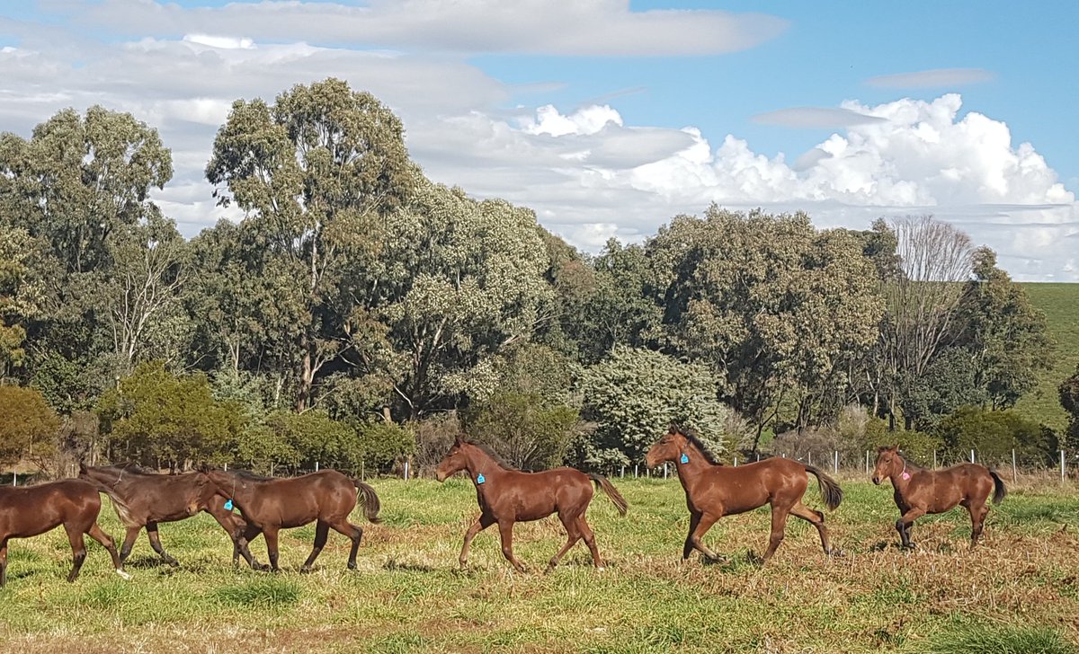SuccessStud's tweet photo. 1st day in weanling paddock for this group of future champions #dowhatulovenlovewhatudo #52yearsofsuccess #ourbrandyoursuccess #Est1967 #successbreedssuccess https://t.co/MMtOtwrUA2