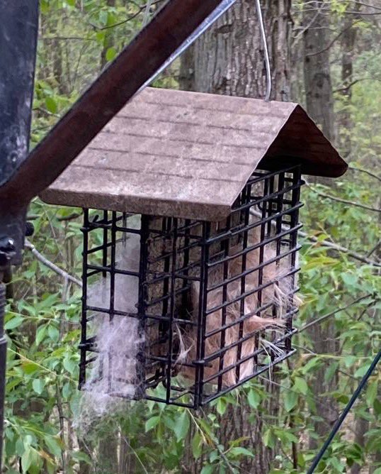 PixCams's tweet photo. Tufted titmouse takes a big beak full of nesting material!

https://t.co/b2wFQ7vw2J

Find all of our live streaming wildlife cams at https://t.co/UiSaZ3Vyxt

#tuftedtitmouse #nesting #birds #pixcams https://t.co/AnGWkydz4g