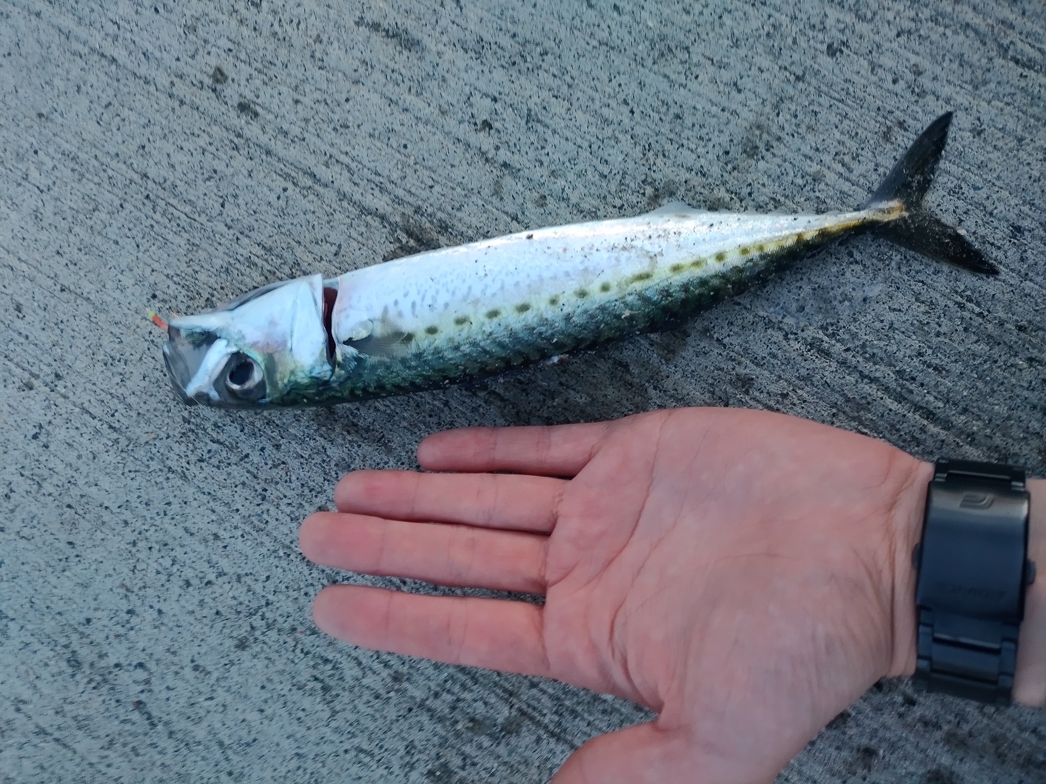 Shels サバリベンジ 海釣り サバ釣り 鯖 T Co Fixqa1aepw Twitter