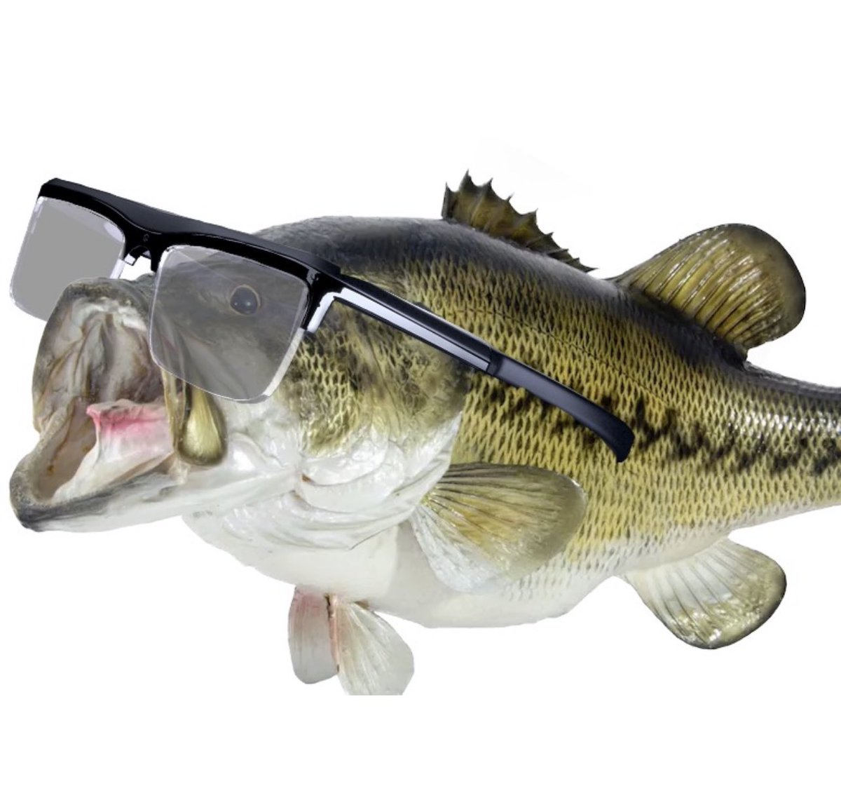 glasses fish
