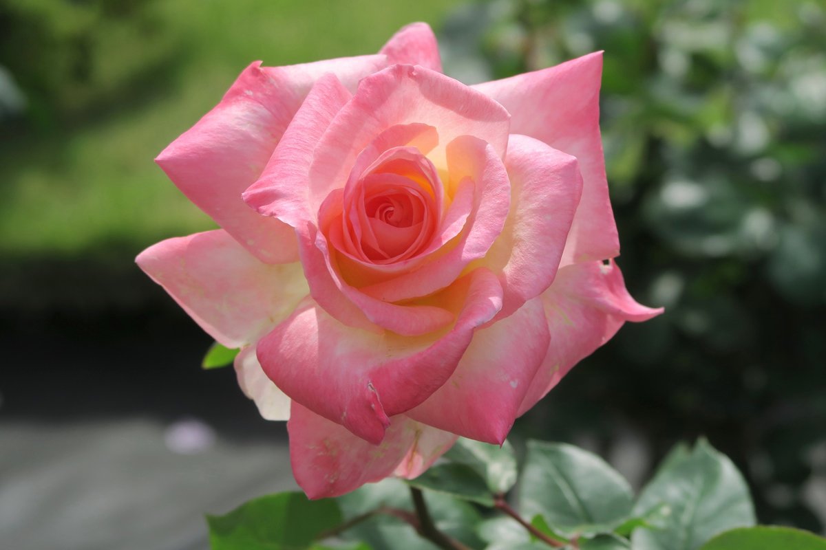 旧古河庭園 S Tweet 一つの花に色んな色をたたえるバラたち エレガント レディ クレオパトラ ディスタント ドラムス ラブ クレオパトラ とラブは表と裏の色が違う複色バラ 旧古河庭園 バラ 休園中 ツイッターで楽しむ庭園 Trendsmap 旧古河庭園 S Tweet 一つの花に色んな色をたたえるバラたち エレガント レディ クレオパトラ ディスタント ドラムス ラブ クレオパトラ とラブは表と裏の色が違う複色バラ 旧古河庭園 バラ 休園中 ツイッターで楽しむ庭園 Trendsmap