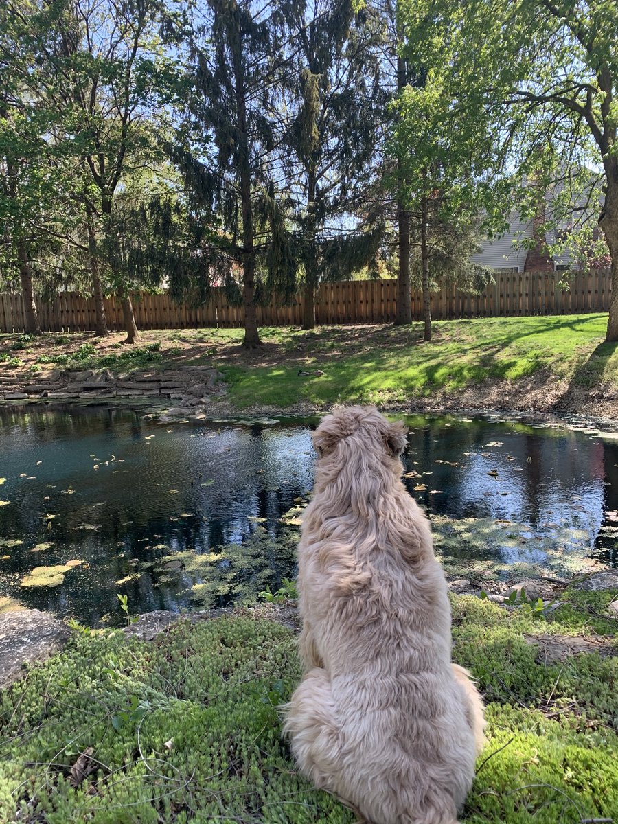 Now this is living! My boy, my faithful friend Rizzo out here protecting our yard!