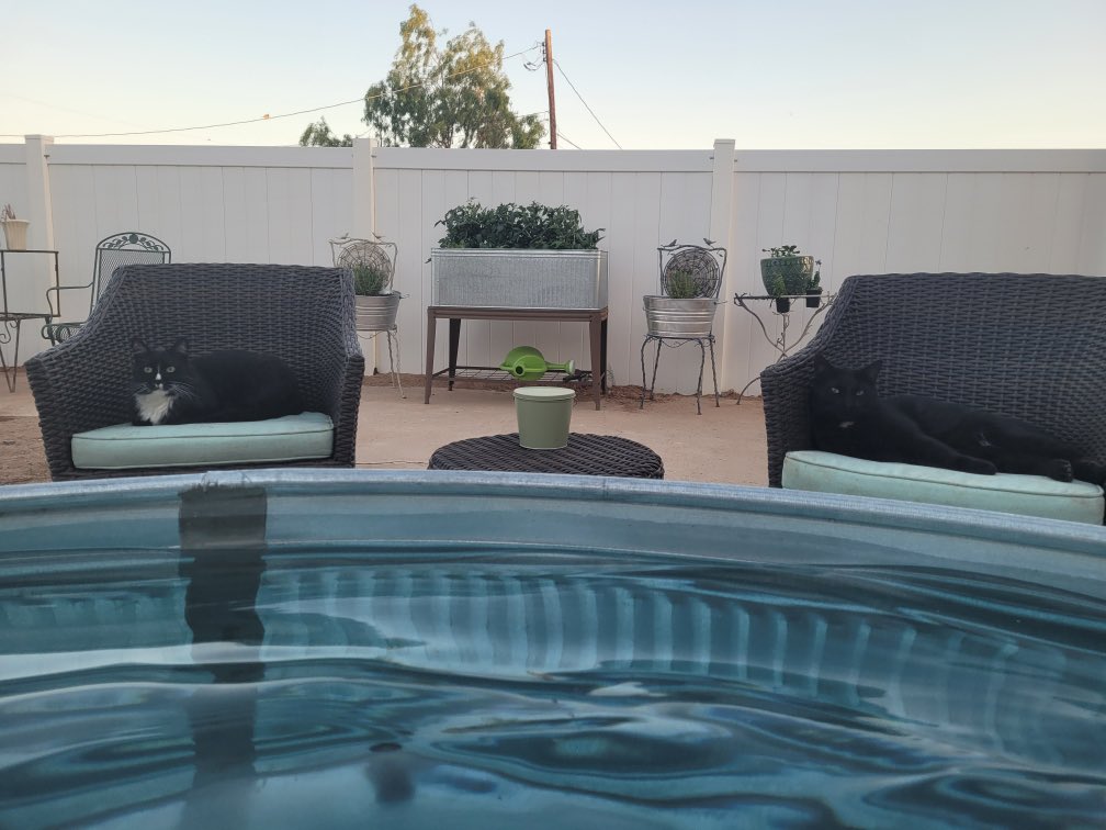wendyduenez's tweet photo. Can you find the kitties? Whitney is enjoying her pool. #stocktankpool https://t.co/S7FihkJIKC