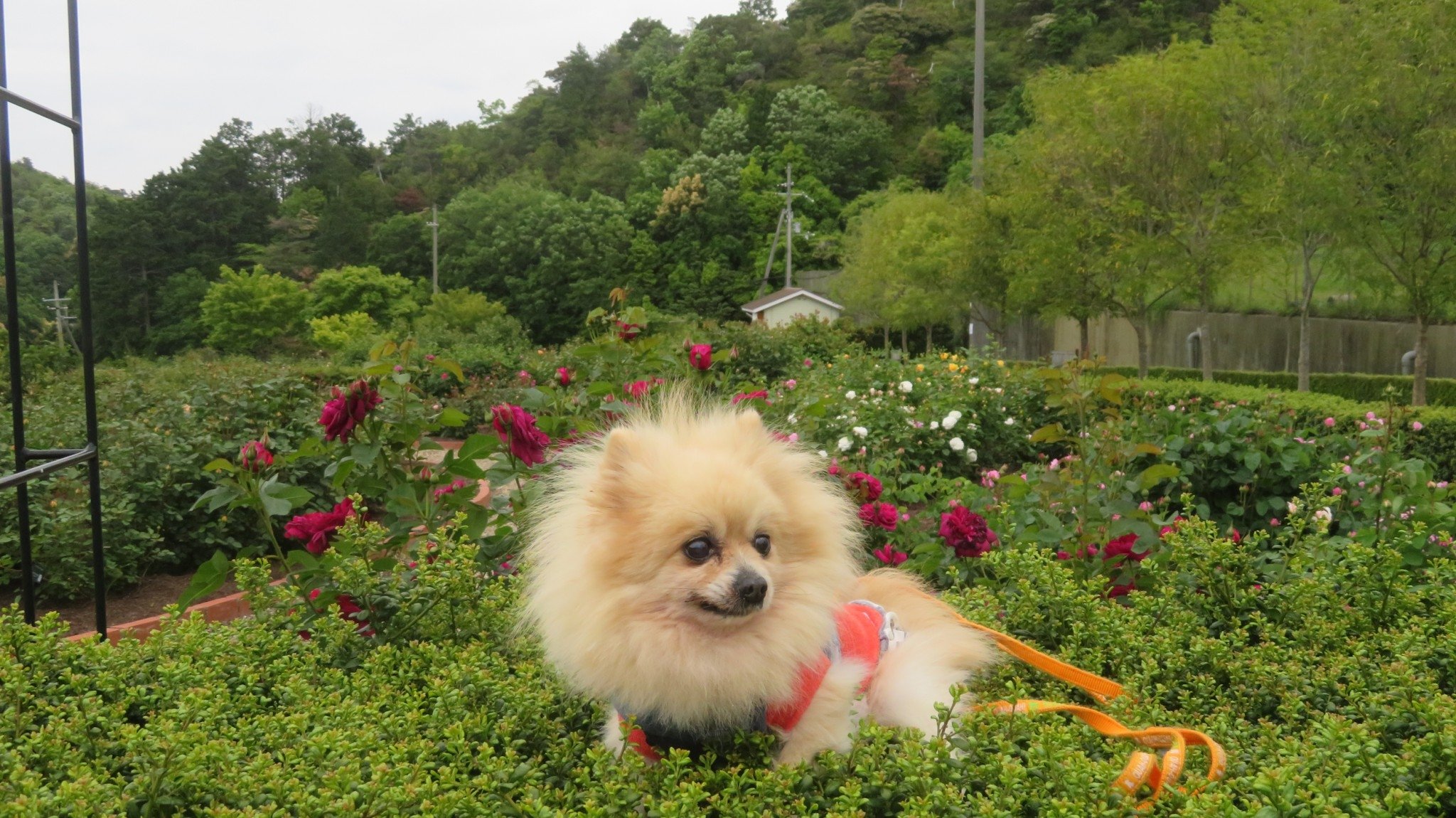 泉南市農業公園 Twitter Search Twitter