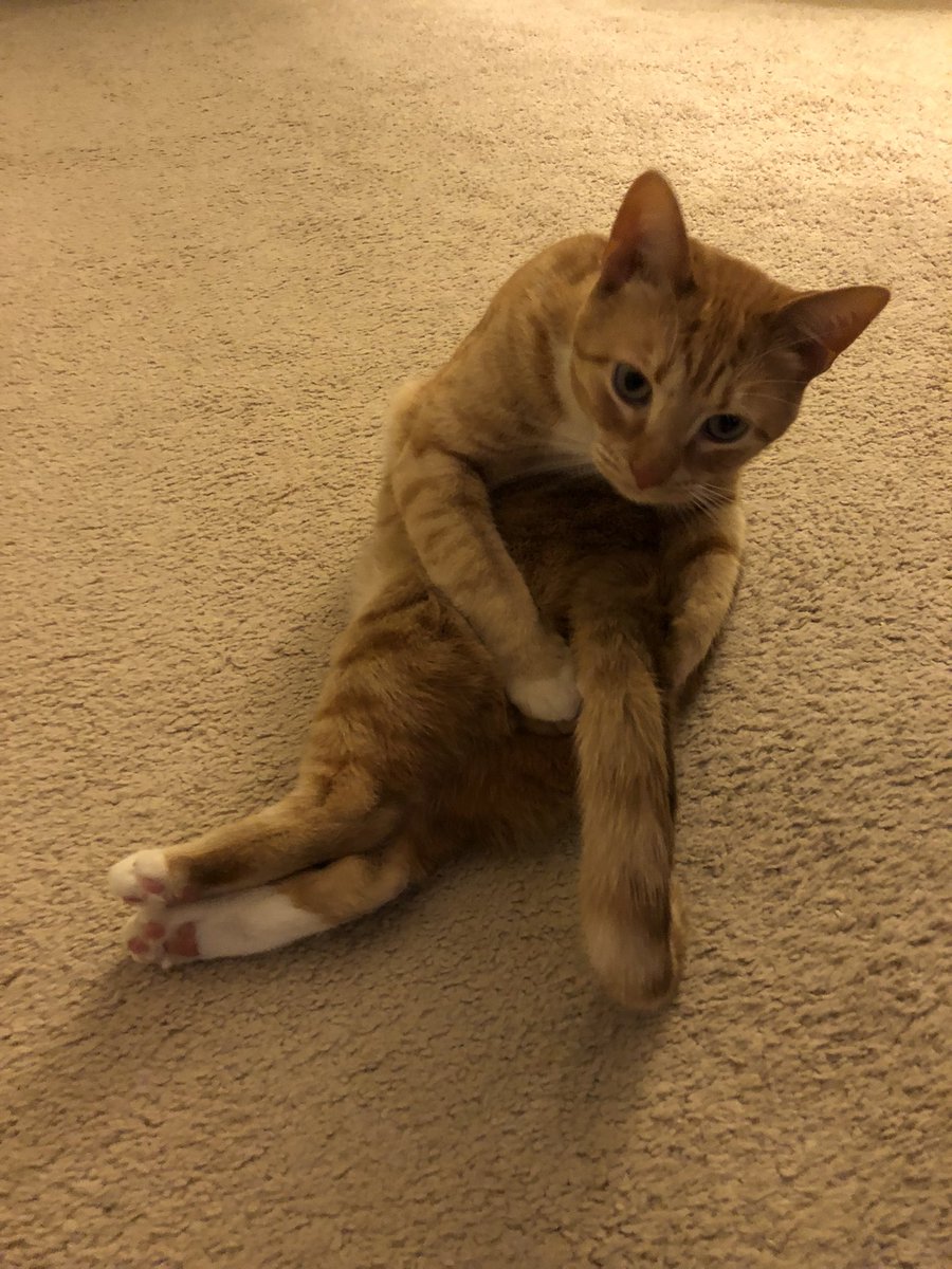 ZeroHeartsU's tweet photo. Doin’ my bestest to hold it all together! 🧡🧡
#MondayMotivaton #MondayMood #CatsOfTwitter #cats
#FlynnBeingFlynn https://t.co/oimXe9UaMN