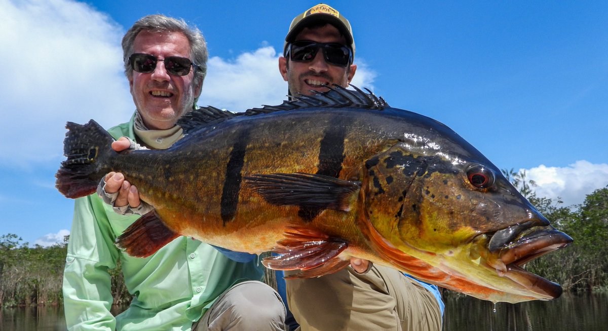 At Rio Marie, anglers enjoy exclusive access to some of the best peacock bass water in the entire world.

Ph: Lucas De Zan
#flyfishing #flyfish #peacockbassonfly #peacockbass #untamedangling #riomarié #jungleflyfishing