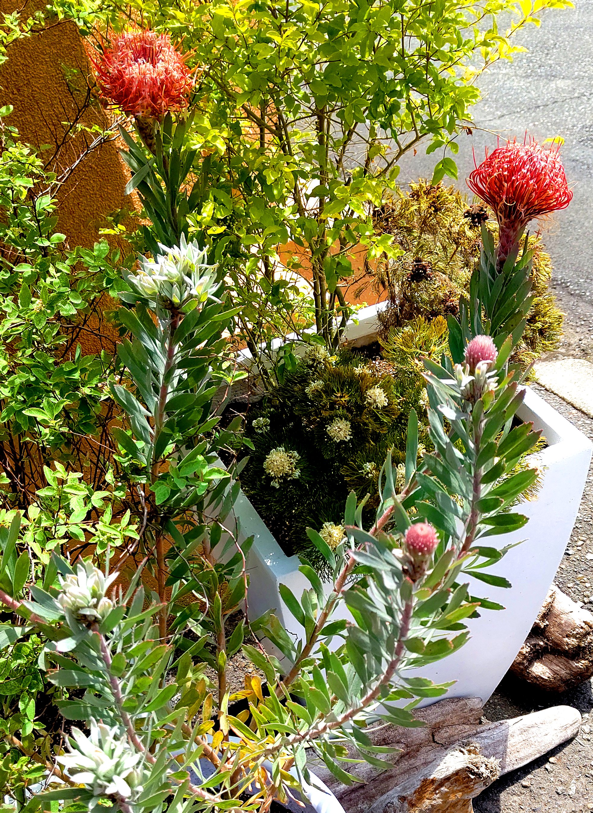 和い話い広場 植物紹介 11回目 名前 アイビー 原産地ヨーロッパ 北アフリカ 西アジアの植物です 生命力 繁殖力が強く初心者にオススメな観葉植物として紹介されることが多いです 花言葉は 死んでも離れない 永遠の愛 T Co