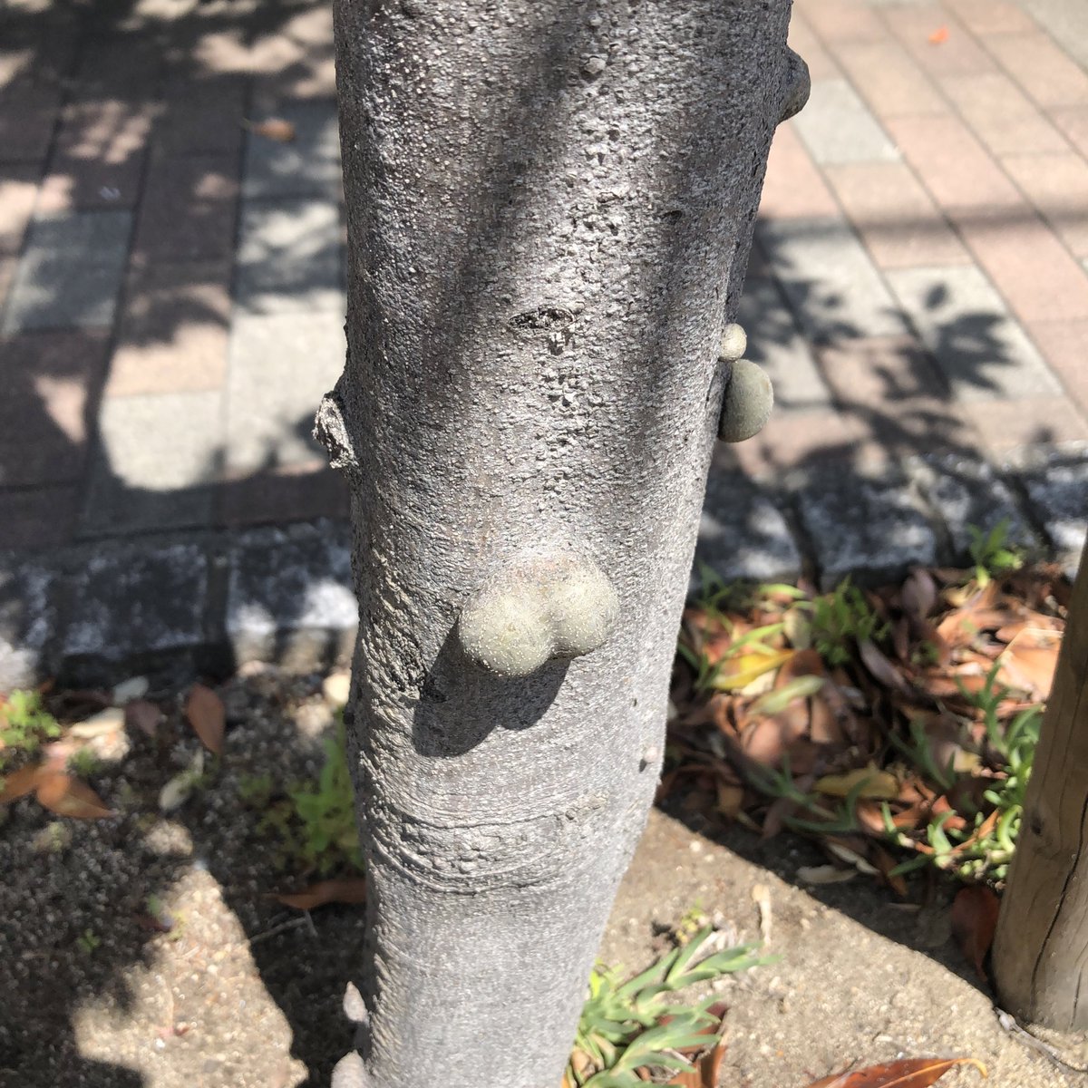 木から猫の金玉が生えてる 写真にうまいことを言う流れ たまたま出来た 木んたま など Togetter