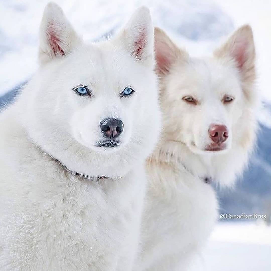 albino siberian husky