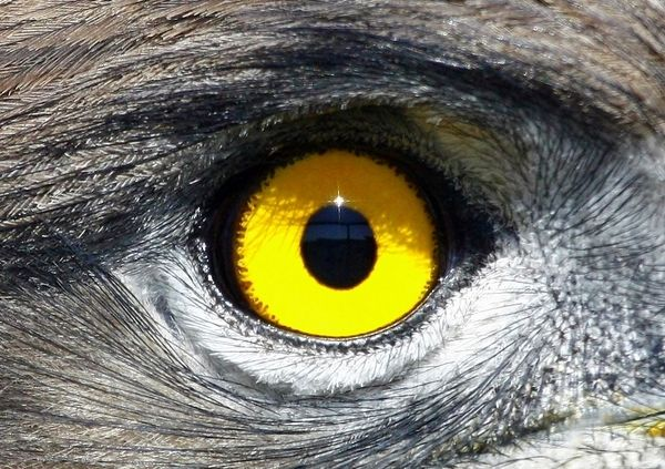 KkHimalaya's tweet photo. "Sixth sense."
Migrating birds appear to have, which means they always manage to find their nesting grounds. The secret to this skill is down to proteins in the bird's eyes that is sensitive to blue light enabling them 'see' Earth's magnetic field as an overlay on normal of view. https://t.co/endtDFDa2Q