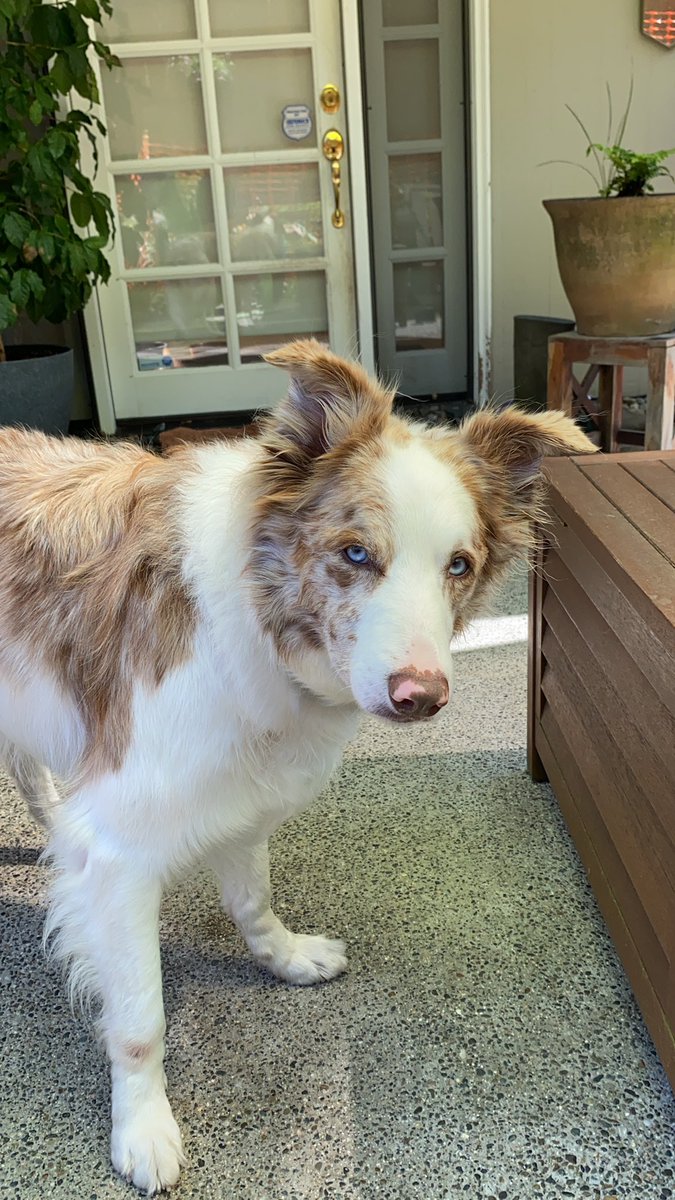 💙🌊Lauren Boebert’s Crinkling Space Blanket Funk tweet media