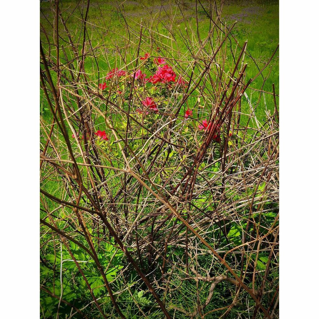 kikutaroid's tweet photo. 無題
#街歩き
#scene
#花 #flower
#植物 #plants
#路傍 #roadside
#nikon #coolpix #coolpixp310 #p310
#compactdigitalcamera #comdigi #16megapixels
#retouched
#darkroomapp #maxcurveapp https://t.co/GnmqrzMuNC https://t.co/WtcZ4a7rdS