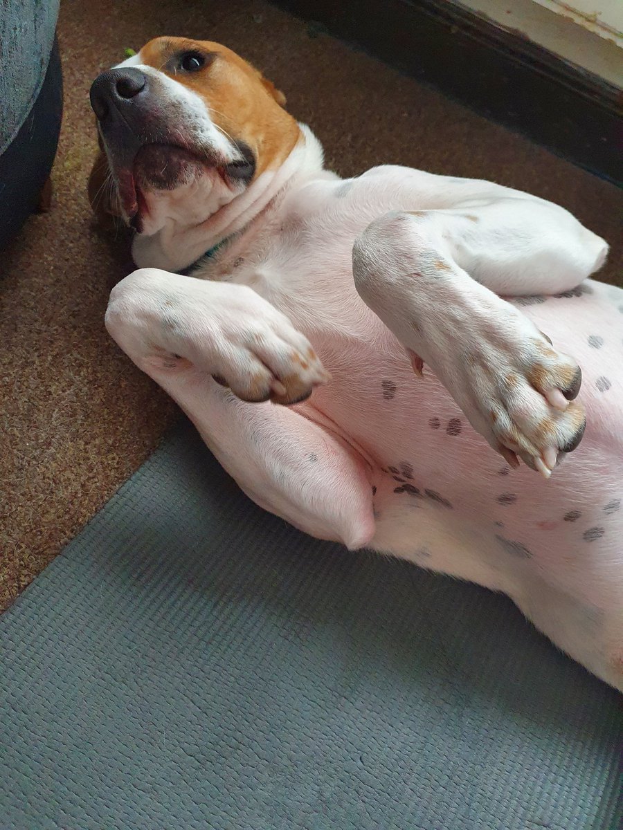 we_cic's tweet image. When your pup need tummy rubbys so desperately that Pilates must be interrupted 😵😖 #homeworkproblems
2 weeks (hopefully 🤞) till group exercise can resume... bring on the classes 💪