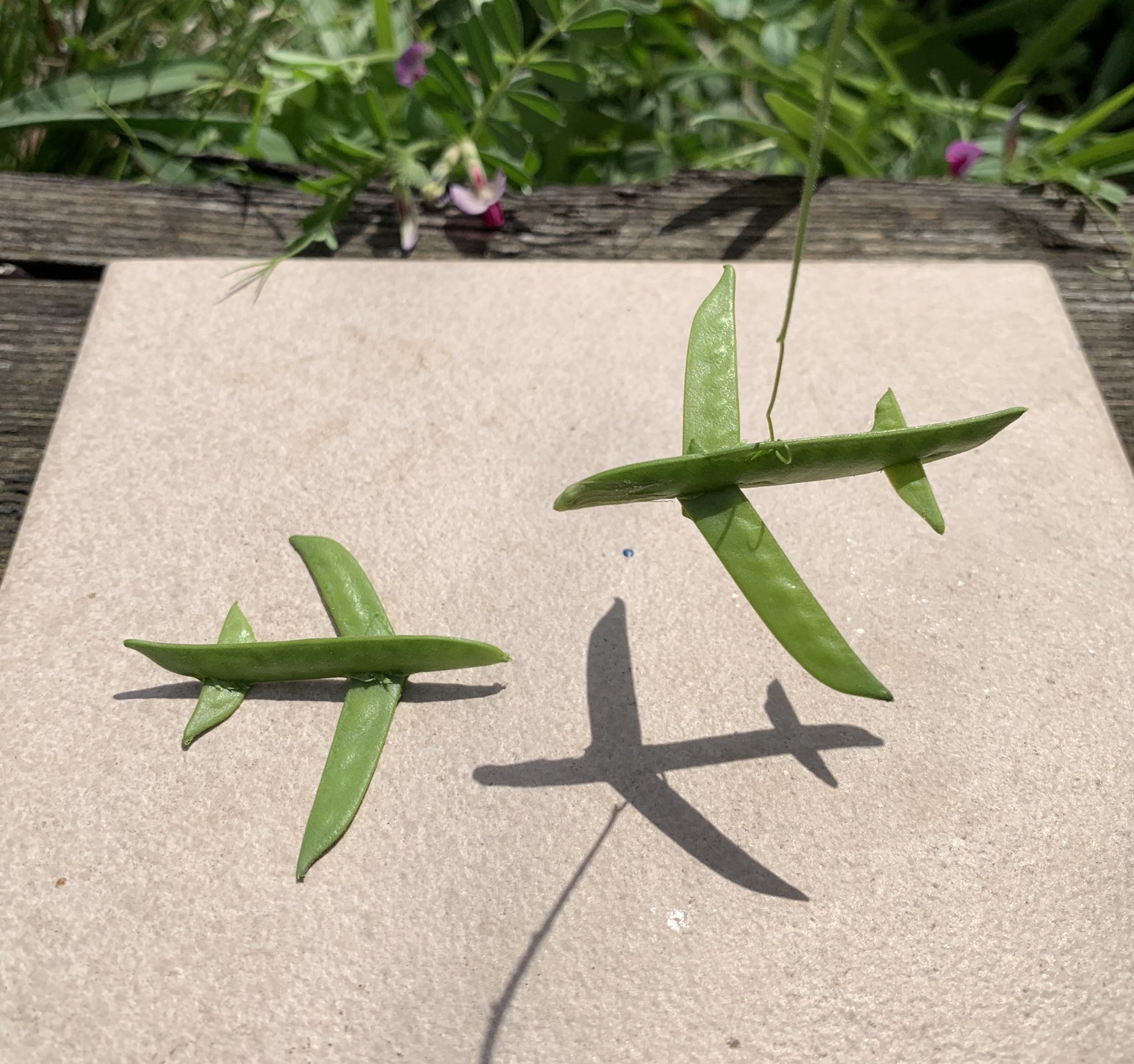 むにえる Paci0501 Twitter