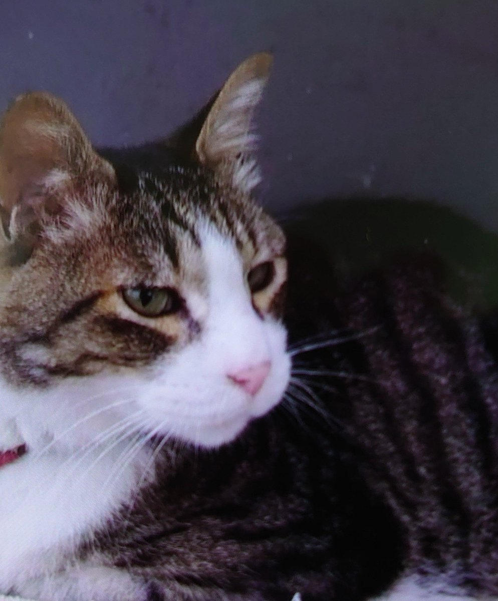 みいちゃん帰宅できました Michan Shizuoka Twitter