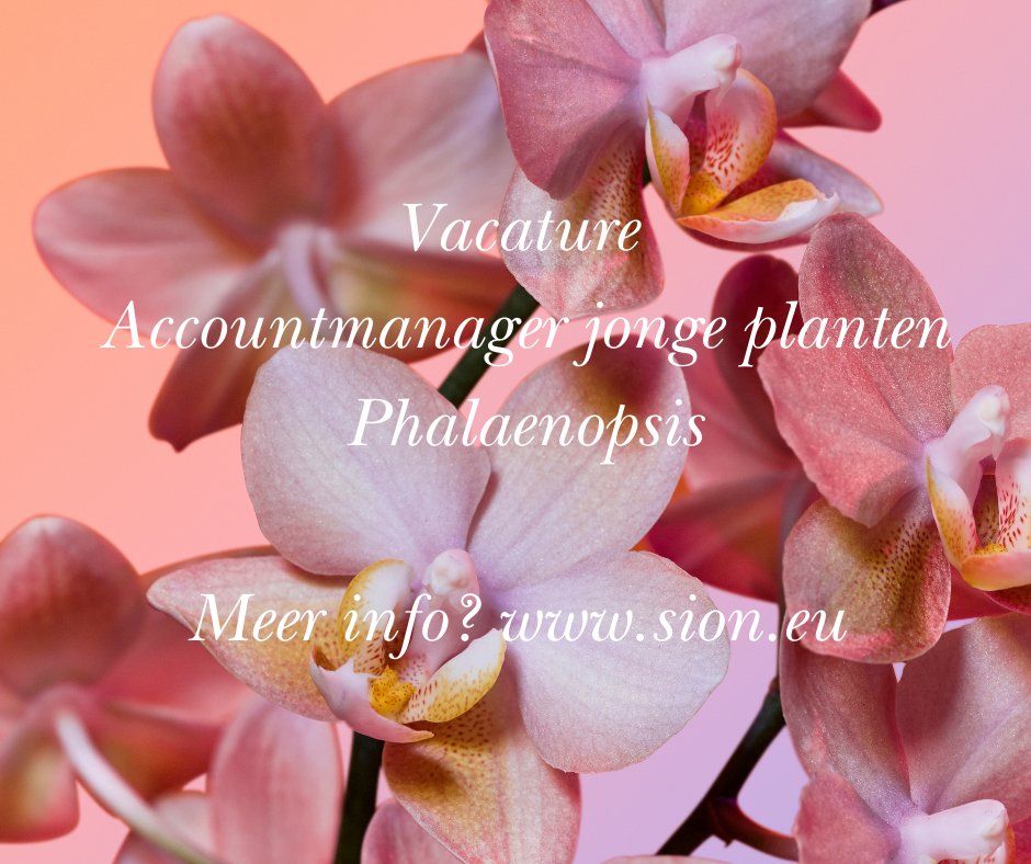 #vacature Accountmanager jonge planten Phalaenopsis. 
Wie wordt onze nieuwe collega? 
Meer info? check sion.eu

Delen = 💛