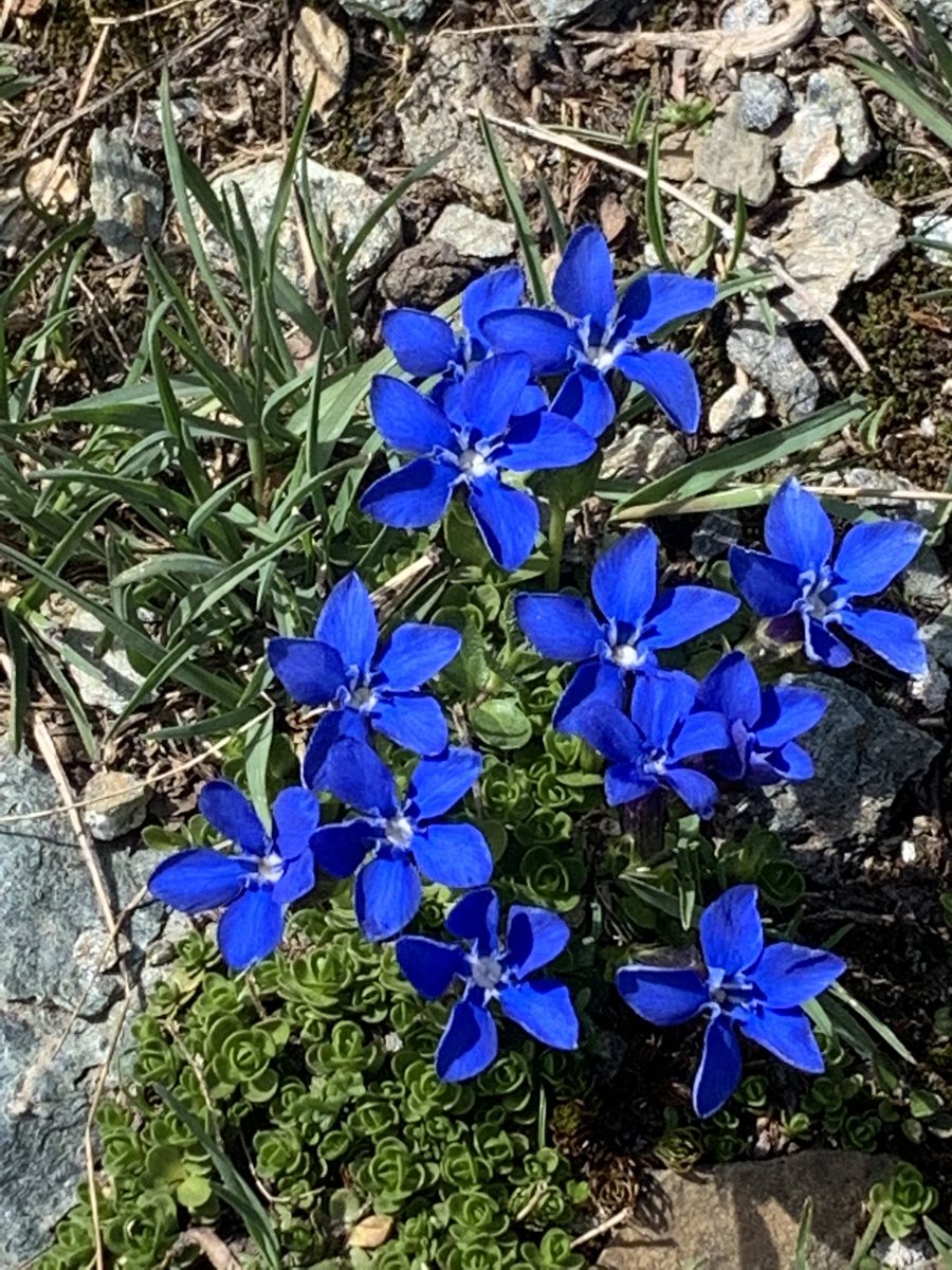 miaudit's tweet photo. @lagatta4739 @AntonellaLaTor6 @DonatoMarinelli @lucy_esposito @ValerioLivia @AlmiraUva @SuttoraM @giusyna___mood @angygel22 @Hakflak anima

il #blu è puro,
è indefinibile,
è accogliente:

estremamente
inafferrabile, ma
quieto e dolce

#senryū #senzaverbi

(inventai e usai tempo fa l’#hashtag #BluÈBellezza/#BlueIsBeauty per narrare il #blu/#blue come riflesso di noi)
#MiRaccontoConIFiori #CasaLettori
#vocifuori https://t.co/zrUHLeZ5kP