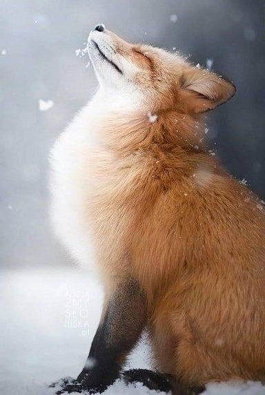 Foxes🦊🦊❤
#wildlife #wildlifephotography