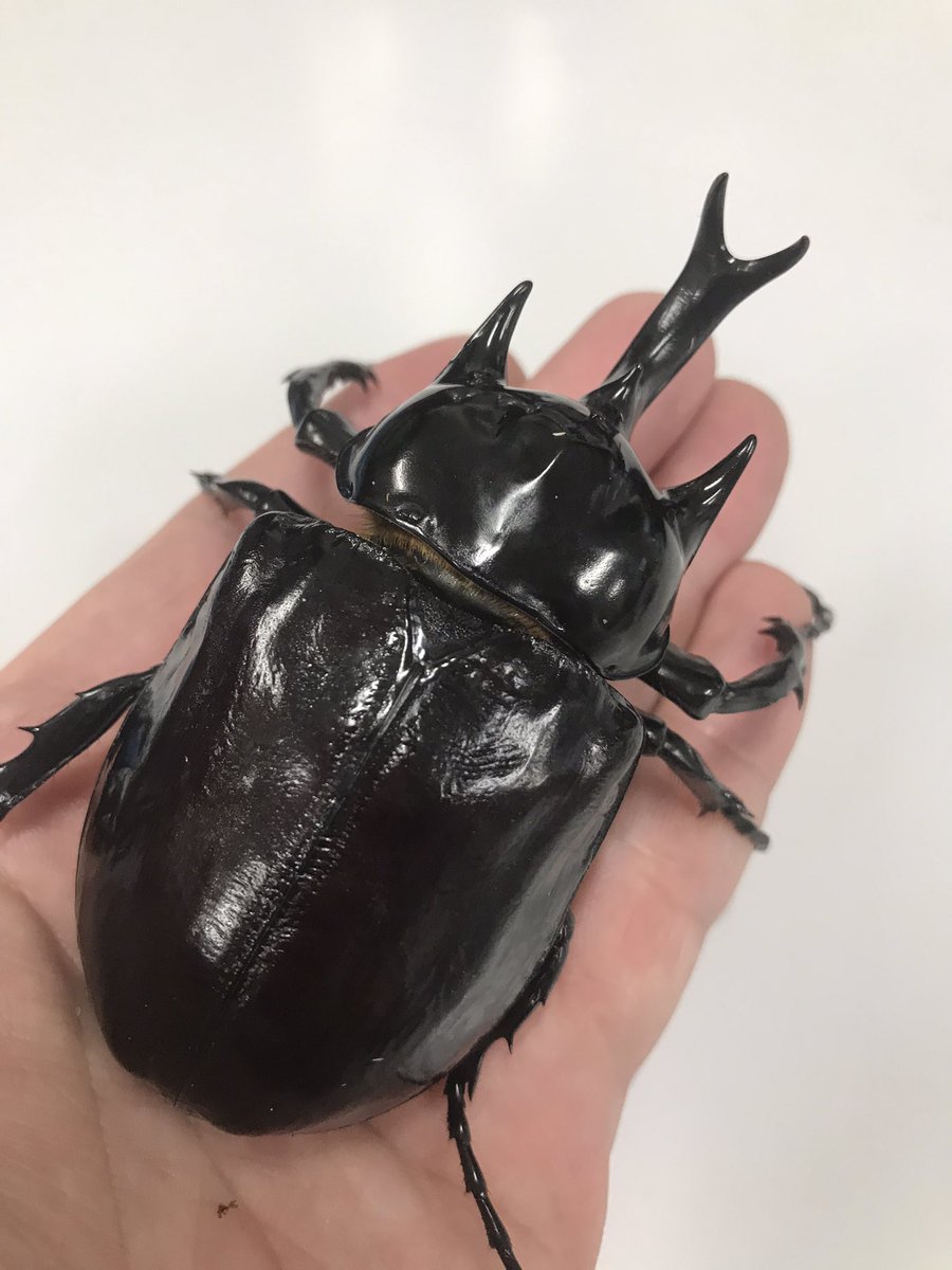 新着生体】 ヤヌスゾウカブト アルゼンチン・チャコ産🇦🇷 羽化まで4年