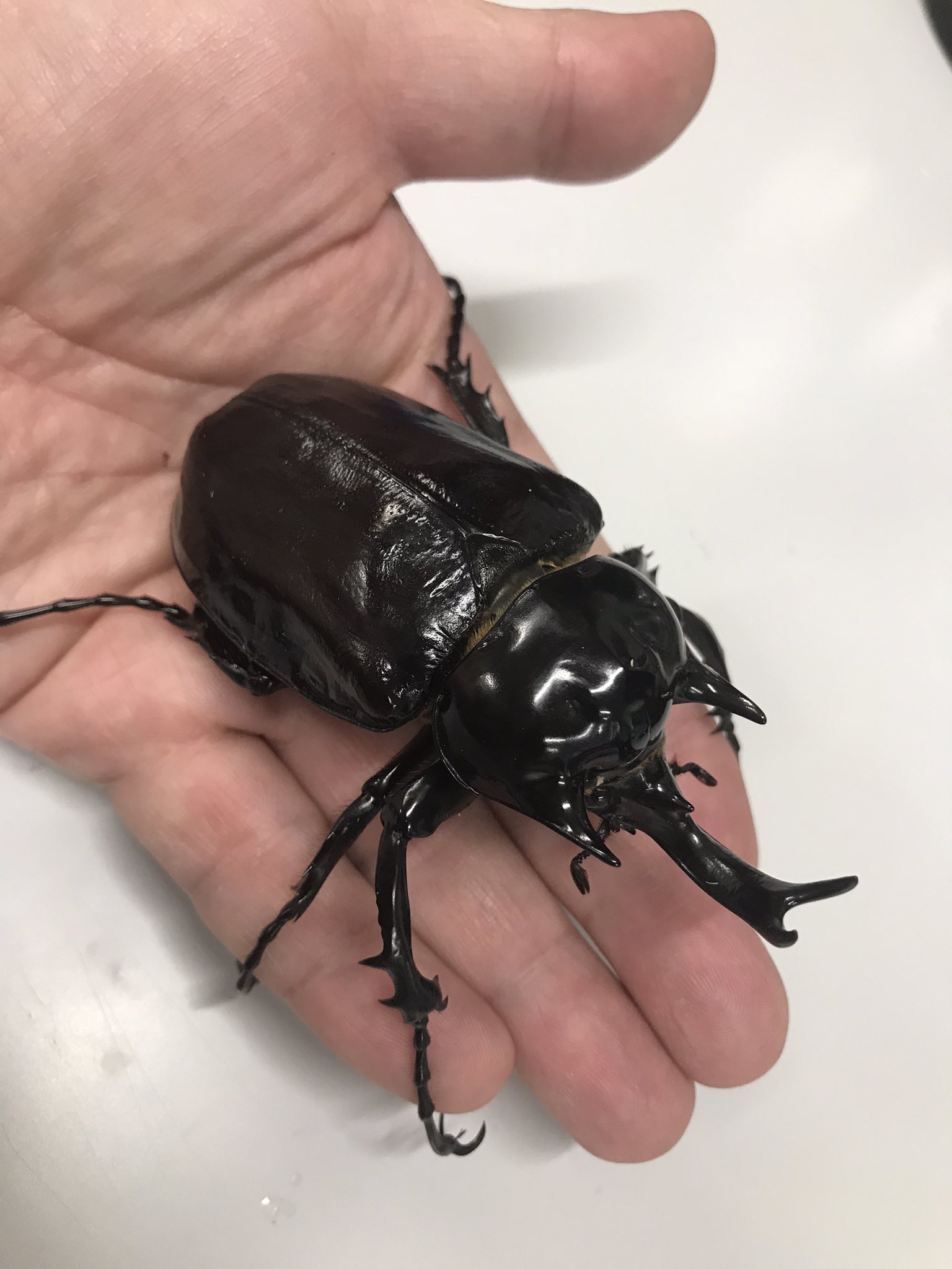 アルゼンチン産　ヤヌスゾウカブト　78mm アルゼンチン産 ヤヌスゾウカブト 78mm
