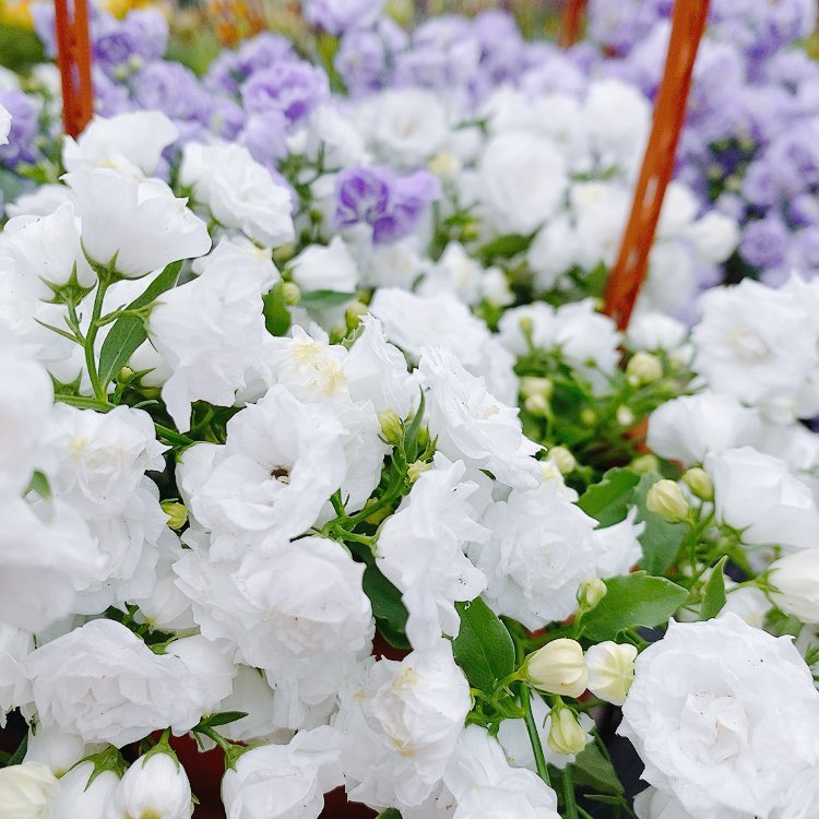 ブルーワンダー Twitter Search Twitter ブルーワンダー Twitter Search Twitter