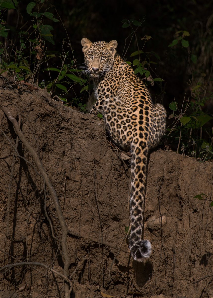 #WorldLeopardDay 
Shy beauty #throughyourlens from #RajajiTigerReserve ..🐆.. #Luv4wilds #nikonindiaofficial #leopard #leopardday #wildlifephotography #internationalleopardday
