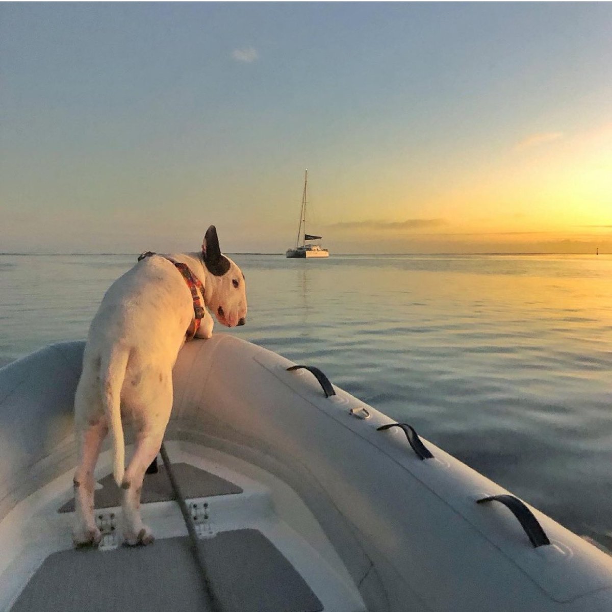 Watching the sunset 😍🐾

📸 @sailipanema // #highfieldboats #daretoexplore