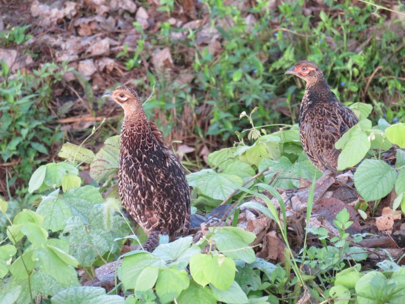 散歩中、キジの子供が、草むらから二匹飛びだしてきた。ソフトボールより一回り大きい。こちらの歩く方向に懸命に逃げていく。ねこ、カラスに見つからないように❗#散歩、#キジ