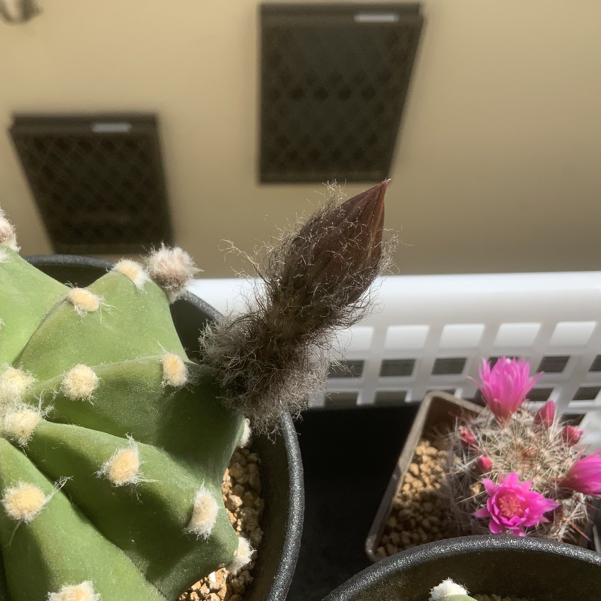 王冠短毛丸 王冠短毛丸