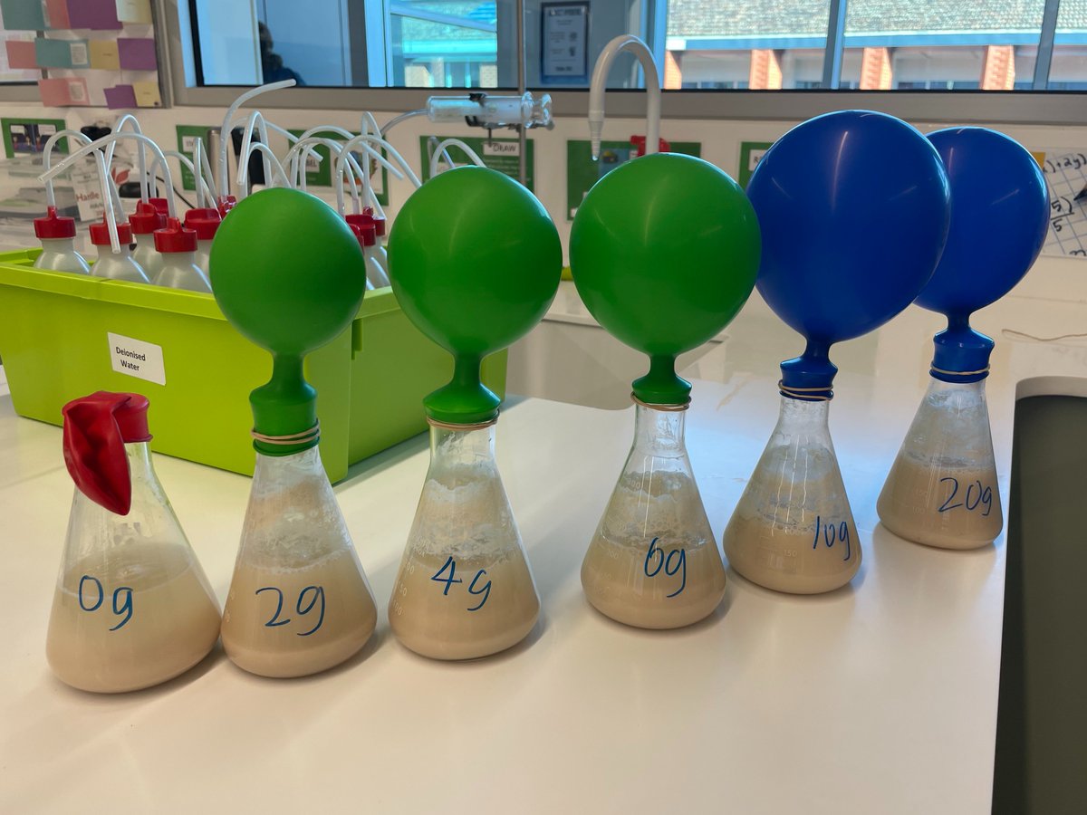 CamberwellGirls's tweet image. As part of a #studentdesigned investigation, our #CGGS Y11 Biology students not only decided what they wanted to research, they also designed their experiment. When observing yeast fermentation, some students used balloons to measure the volume of carbon dioxide produced.
