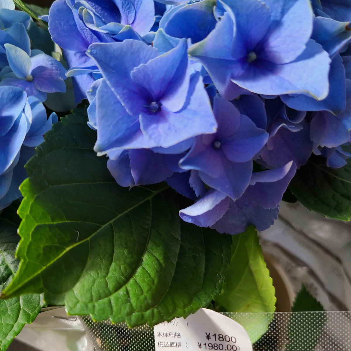 ばに 推しの花屋さんに これ持ってって飾ってよ ってあじさいを渡されたんだけど いや そんなわけにはいかない むしろ買う って言ったらもう花が終わってしまって売る事は出来ないと そう言うことなら喜んで ﾔｯﾀｰありがて といただい