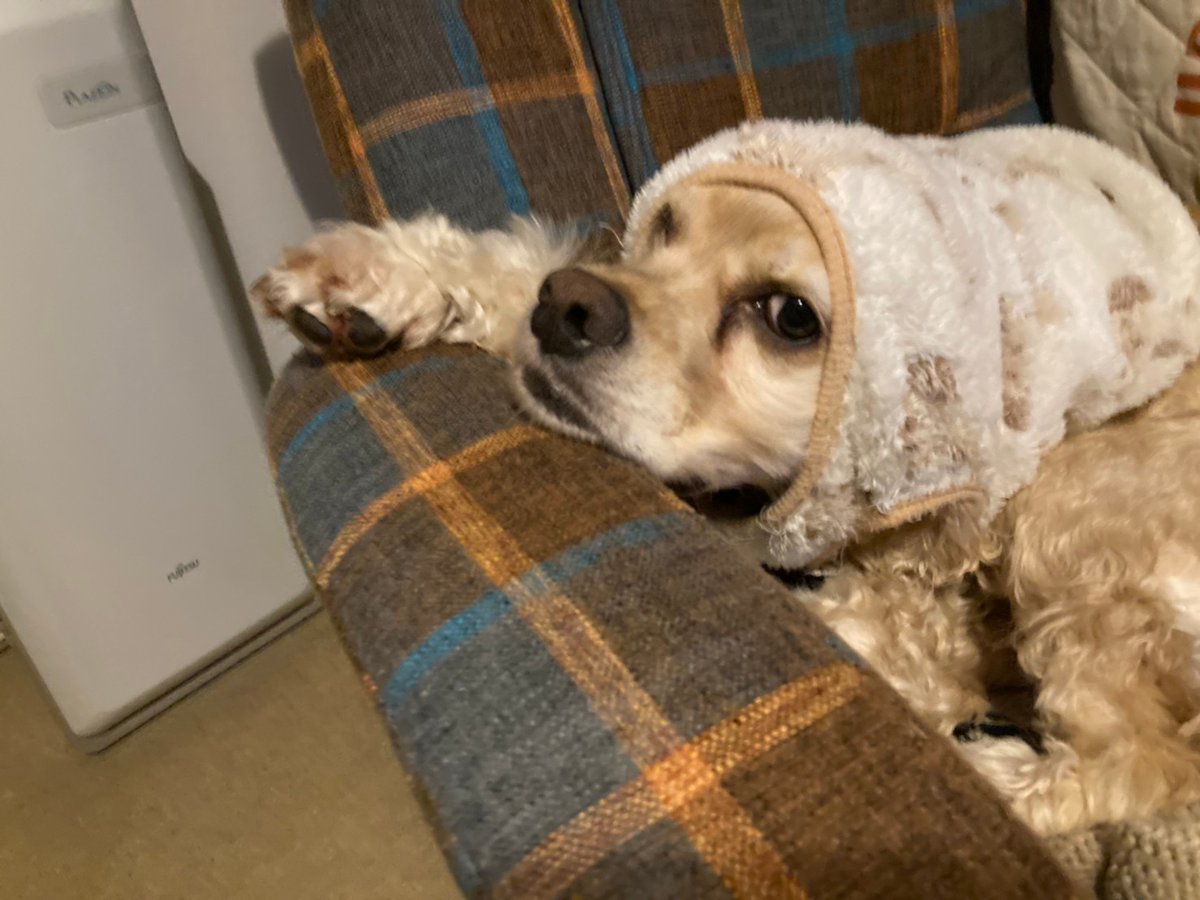 ぶさかわ犬 ぶさかわ犬